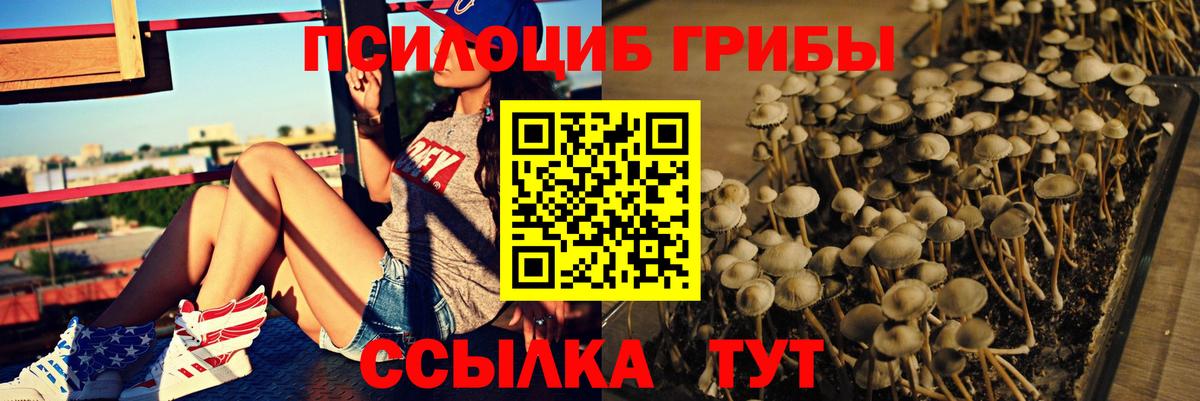 Свободный  где продают наркотики  Галлюциногенные грибы Cubensis  Вход с VPN  Галлюциногенные грибы Psilocybine cubensis 